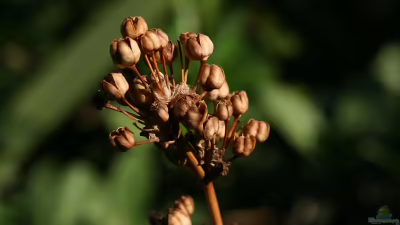 Blog: Vom Beet in die Vase - Natürliche Dekorationen mit Trockenpflanzen (7368)