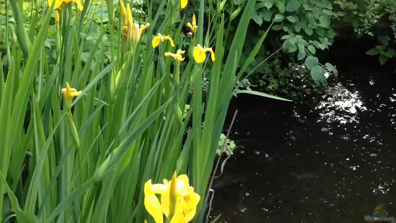 Blog: Vom naturnahen Teich zum echten Naturteich  (7514)