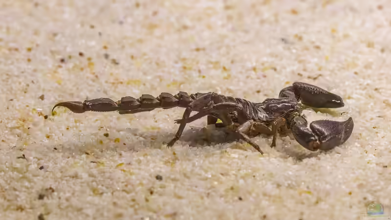 Blog: Vom Skorpion gestochen: So reagierst du richtig (7650)