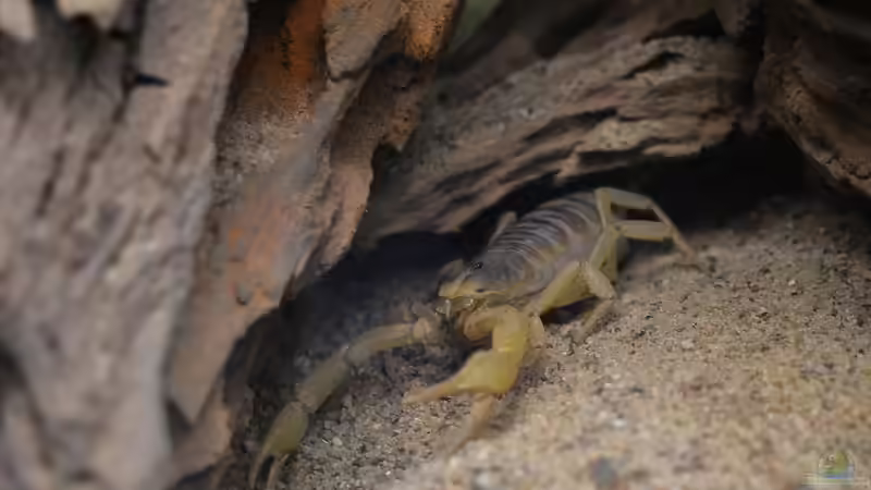 Blog: Vom Skorpion gestochen: So reagierst du richtig (7650)
