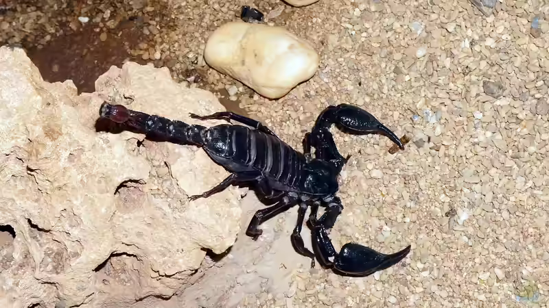 Blog: Vom Skorpion gestochen: So reagierst du richtig (7650)