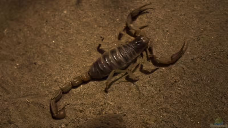 Blog: Vom Skorpion gestochen: So reagierst du richtig (7650)