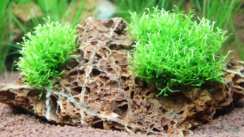 Blog: Vom Wasser an Land – Der große Schritt der Evolution (6722)