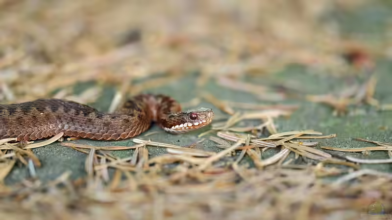 Blog: Von einer Kreuzotter gebissen: Was ist zu tun? (7159)