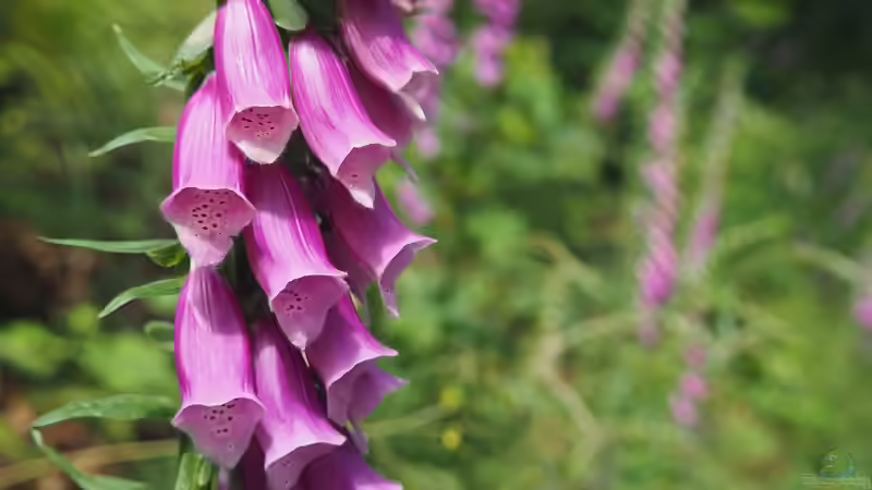 Blog: Vorsicht, giftig! - Giftpflanzen für Haustiere im Garten (6538)
