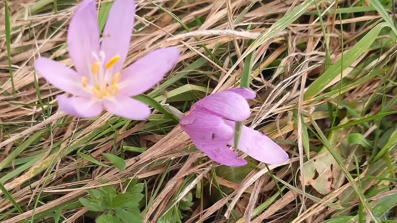 Blog: Vorsicht, giftig! - Giftpflanzen für Haustiere im Garten (6538)
