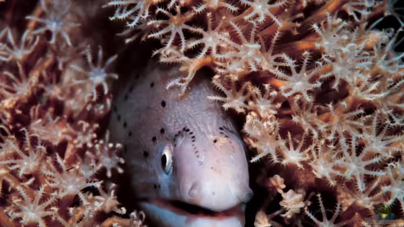 Blog: Vorsicht bei der Fütterung von Muränen im Meerwasseraquarium (7043)