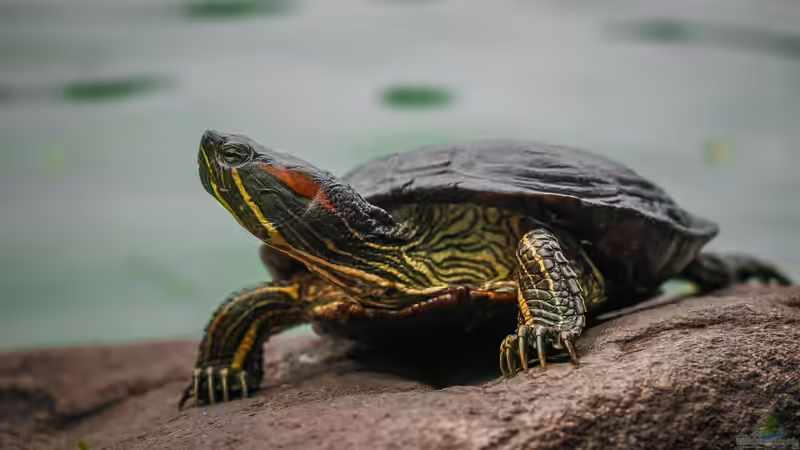 Blog: Wann ist ein Reptil ein Reptil - Das sind die 5 Merkmale der Reptilien (7168)