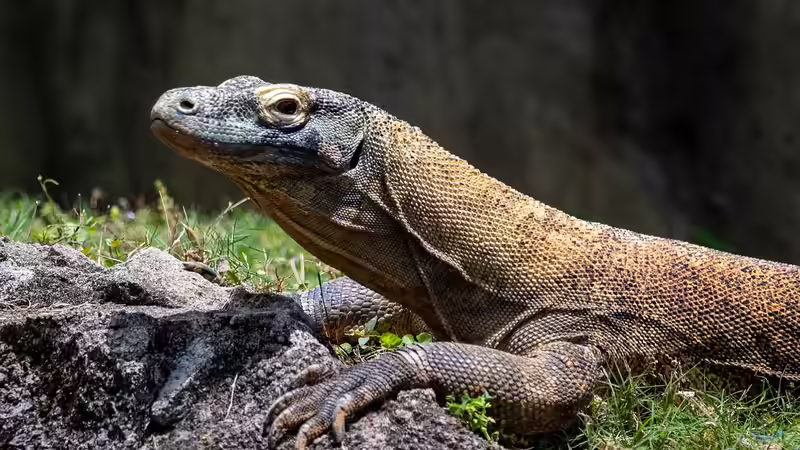 Blog: Warane im Terrarium: Das sind die beliebtesten Arten (6754)