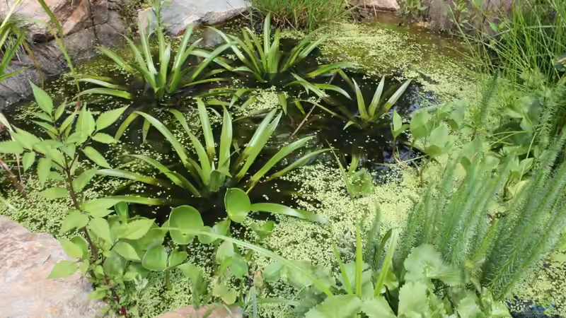 Blog: Warum die Krebsschere ein Gewinn für jeden Gartenteich ist (7490)