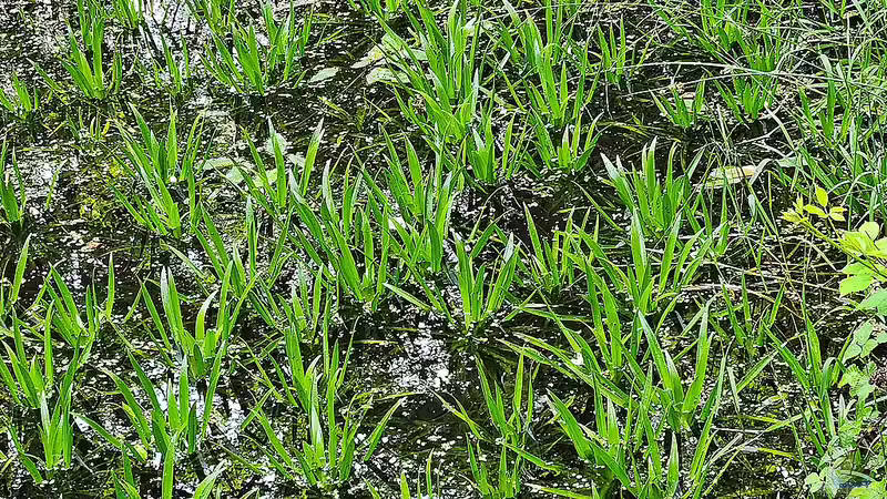Blog: Warum die Krebsschere ein Gewinn für jeden Gartenteich ist (7490)