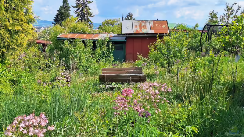 Blog: Warum finden immer mehr Menschen Gefallen am Trend ´Naturgarten´? (7974)