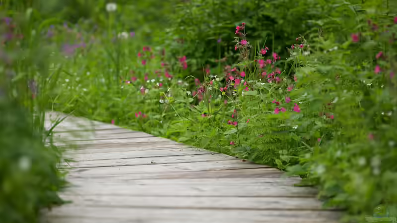 Blog: Warum finden immer mehr Menschen Gefallen am Trend ´Naturgarten´? (7974)