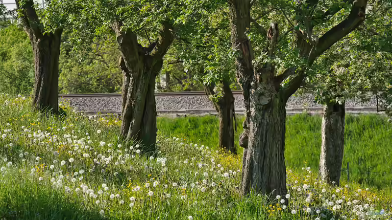 Blog: Warum finden immer mehr Menschen Gefallen am Trend ´Naturgarten´? (7974)