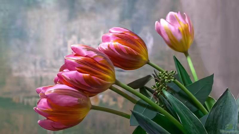 Blog: Warum sind Tulpen bei Gartenliebhabern so beliebt? (6787)