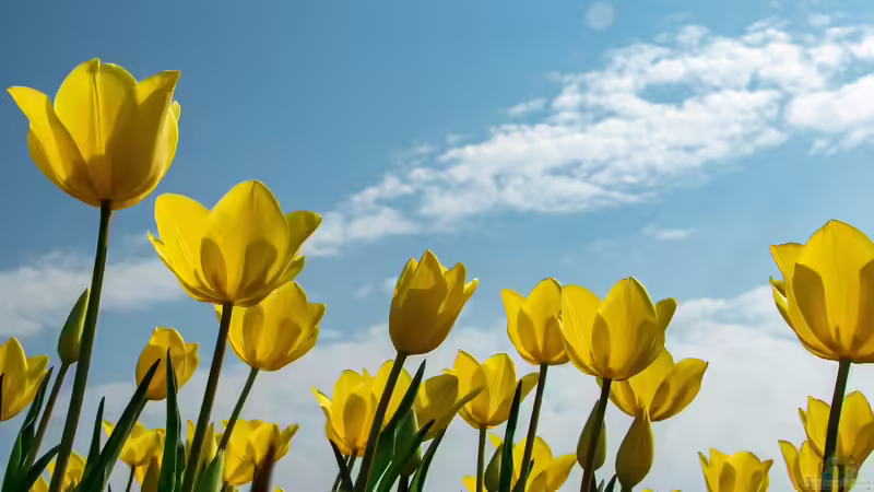 Blog: Warum sind Tulpen bei Gartenliebhabern so beliebt? (6787)