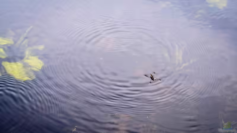 Blog: Warum Wasserläufer auf der Oberfläche laufen können und nicht ertrinken (7962)