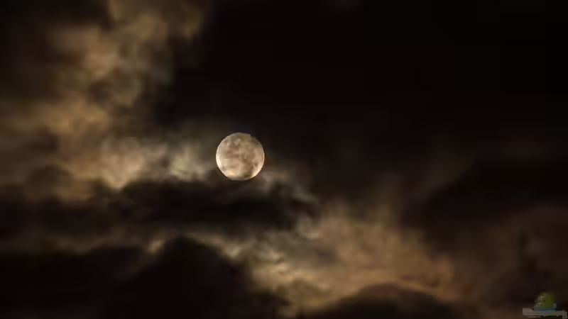 Blog: Was hat der Mond mit dem Gärtnern zu tun? (7083)