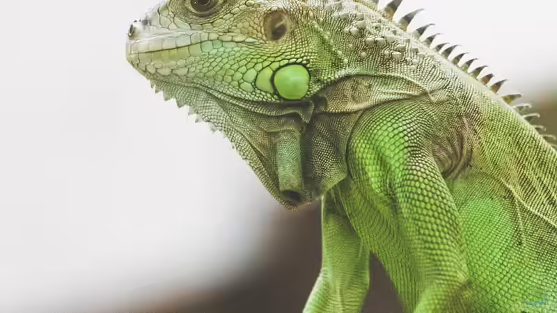 Blog: Was ist der Unterschied zwischen Amphibien und Reptilien? (6244)