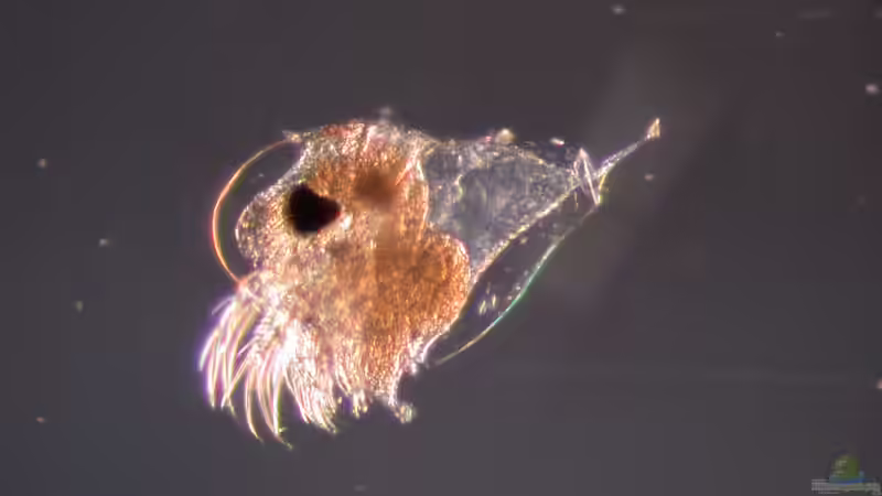 Blog: Was ist Zooplankton? Eine umfassende Einführung (6654)