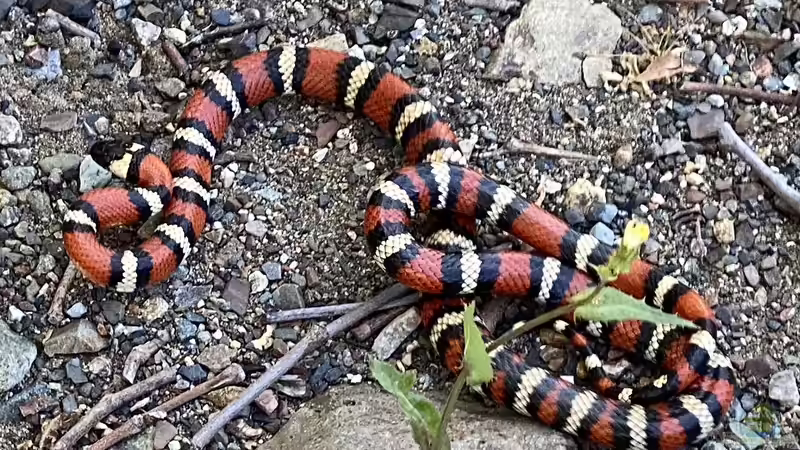 Blog: Was macht Königsnattern bei Terrariumbesitzern so beliebt? (6839)