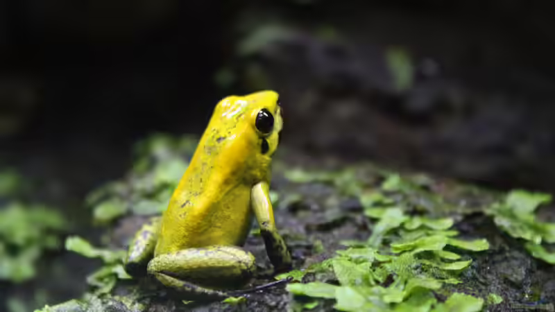 Blog: Was sollten Terrarianer beim Kauf von Dendrobaten beachten? (7950)