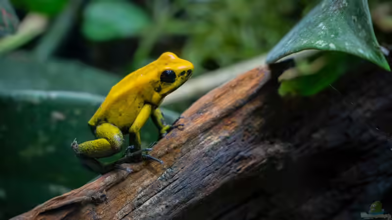 Blog: Was sollten Terrarianer beim Kauf von Dendrobaten beachten? (7950)
