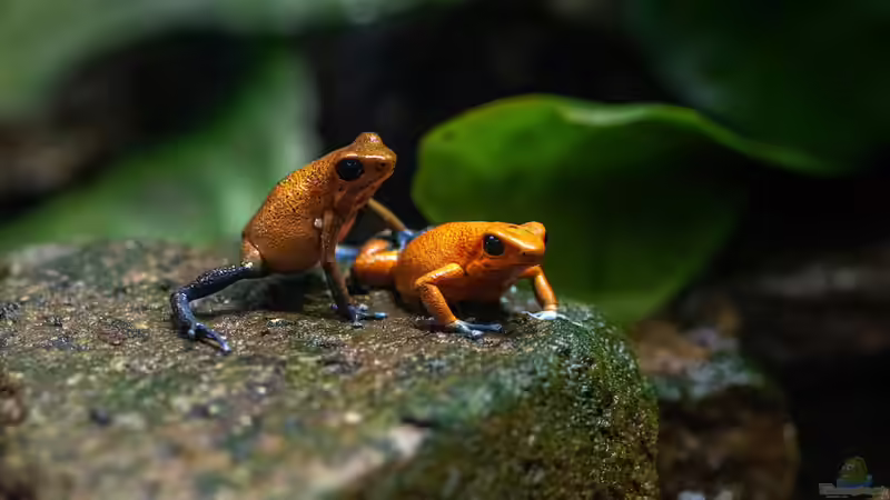 Blog: Was sollten Terrarianer beim Kauf von Dendrobaten beachten? (7950)