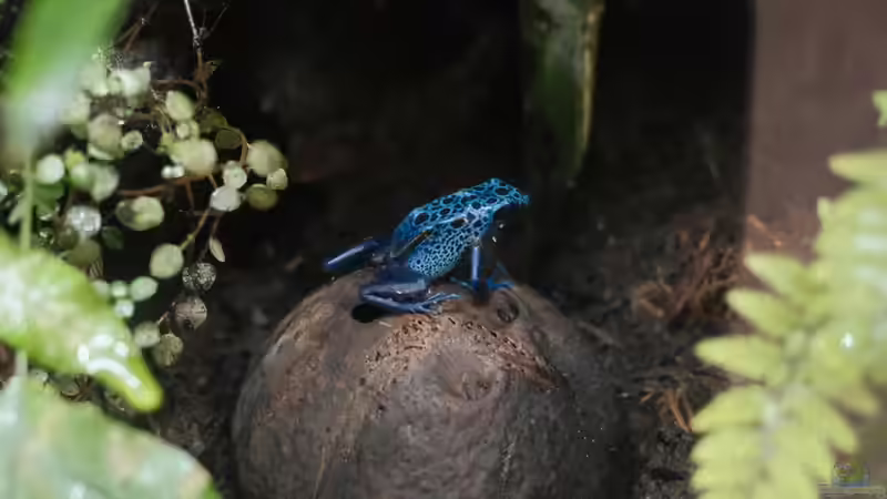 Blog: Was sollten Terrarianer beim Kauf von Dendrobaten beachten? (7950)
