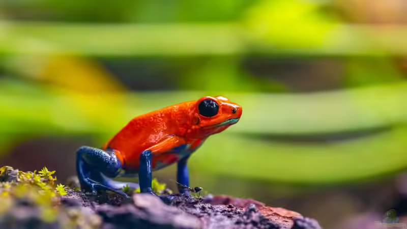 Blog: Was sollten Terrarianer beim Kauf von Dendrobaten beachten? (7950)
