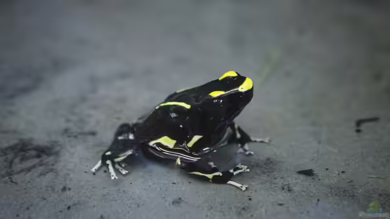 Blog: Was sollten Terrarianer beim Kauf von Dendrobaten beachten? (7950)
