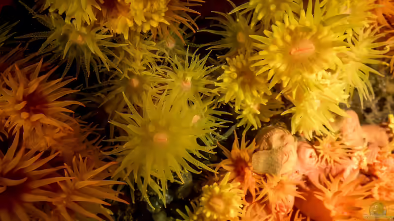 Blog: Was spüren Korallen und Anemonen? (6850)