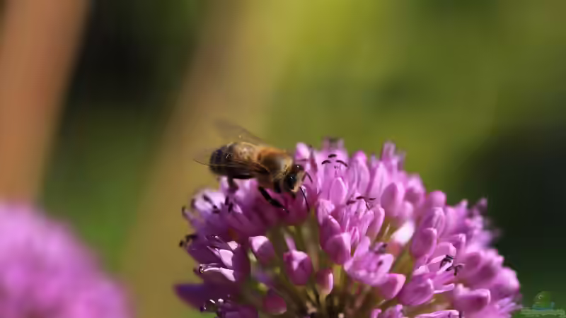 Blog: Was wurde aus dem Volksbegehren ´Rettet die Bienen´? (8165)