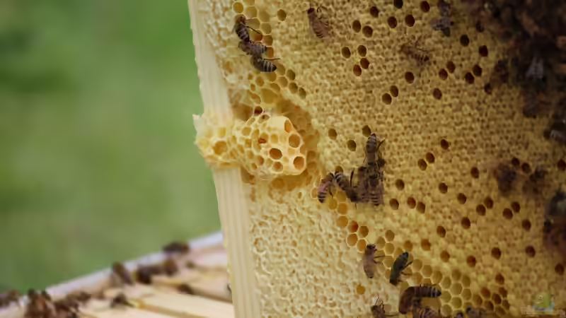 Blog: Was wurde aus dem Volksbegehren ´Rettet die Bienen´? (8165)