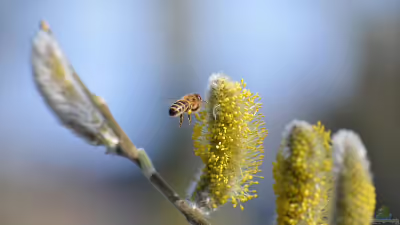 Blog: Weidenkätzchen: Frühlingserwachen im Garten (7433)