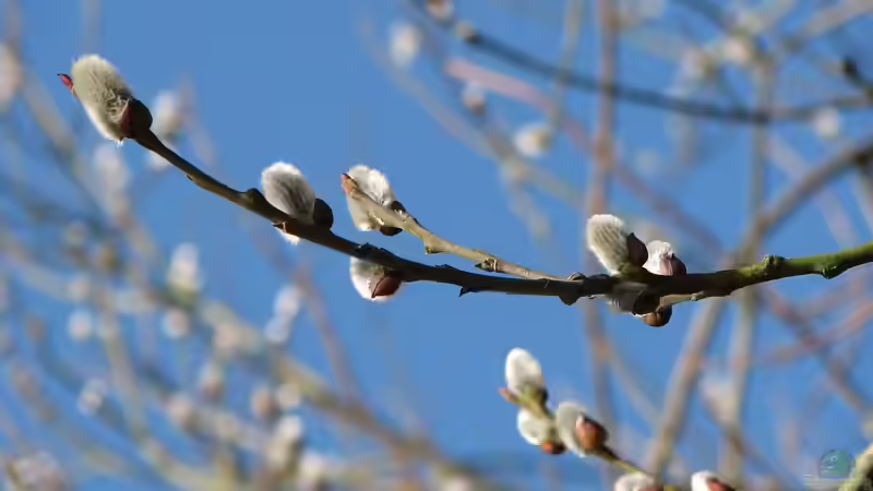 Blog: Weidenkätzchen: Frühlingserwachen im Garten (7433)