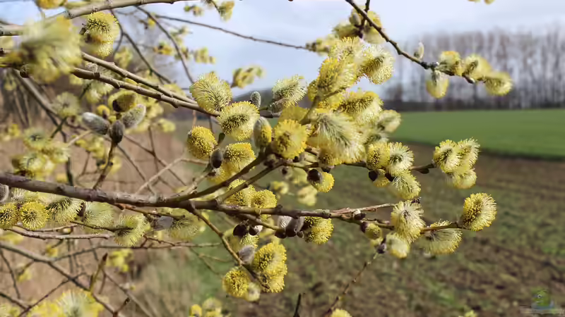 Blog: Weidenkätzchen: Frühlingserwachen im Garten (7433)