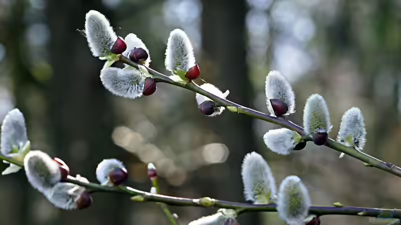 Blog: Weidenkätzchen: Frühlingserwachen im Garten (7433)