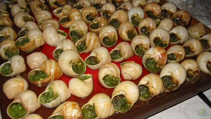 Blog: Weinbergschnecken: Delikatesse mit Ekelfaktor (6352)