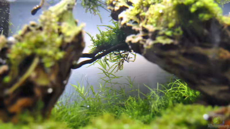 Blog: Welche Fehler machen Anfänger beim Aquascaping? (6659)