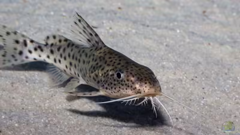 Blog: Welche Fische kommen im Malawisee häufig vor? (6249)