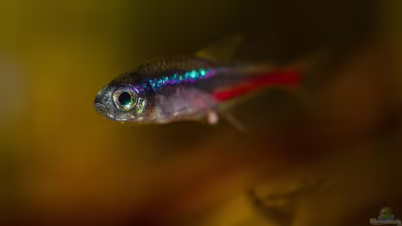 Blog: Welche Fische werden am häufigsten im Aquarium gehalten? Ein Ratgeber für Einsteiger und Fortgeschrittene (7472)