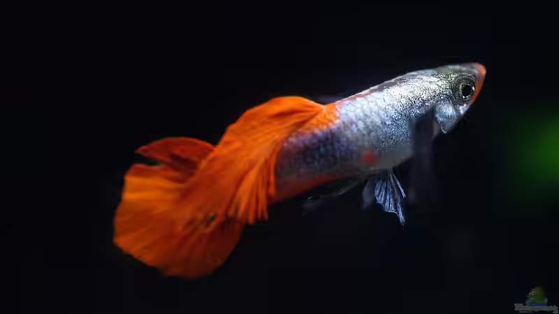 Blog: Welche Fische werden am häufigsten im Aquarium gehalten? Ein Ratgeber für Einsteiger und Fortgeschrittene (7472)