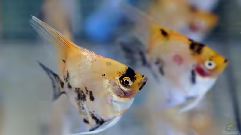 Blog: Welche Fische werden am häufigsten im Aquarium gehalten? Ein Ratgeber für Einsteiger und Fortgeschrittene (7472)