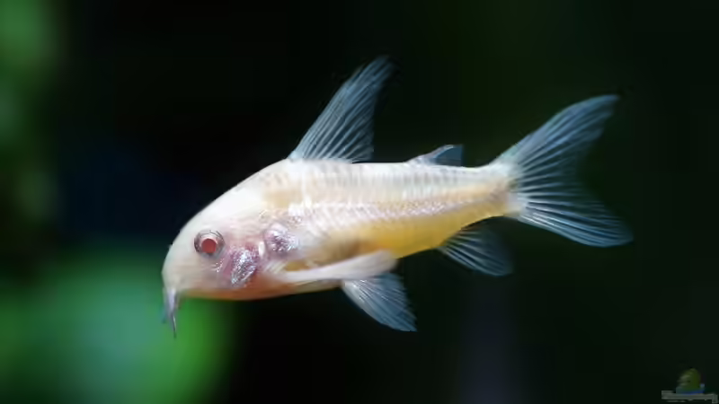 Blog: Welche Fische werden am häufigsten im Aquarium gehalten? Ein Ratgeber für Einsteiger und Fortgeschrittene (7472)