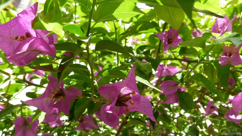 Blog: Welche Gartenpflanzen müssen zeitig eingewintert werden? (6444)
