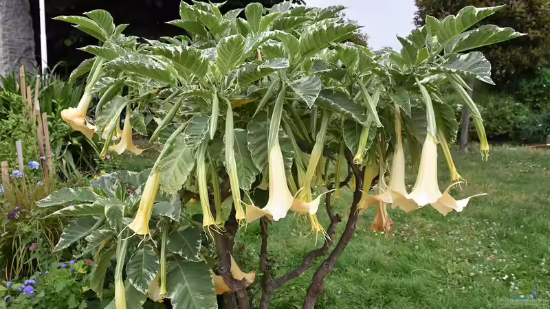 Blog: Welche Gartenpflanzen müssen zeitig eingewintert werden? (6444)