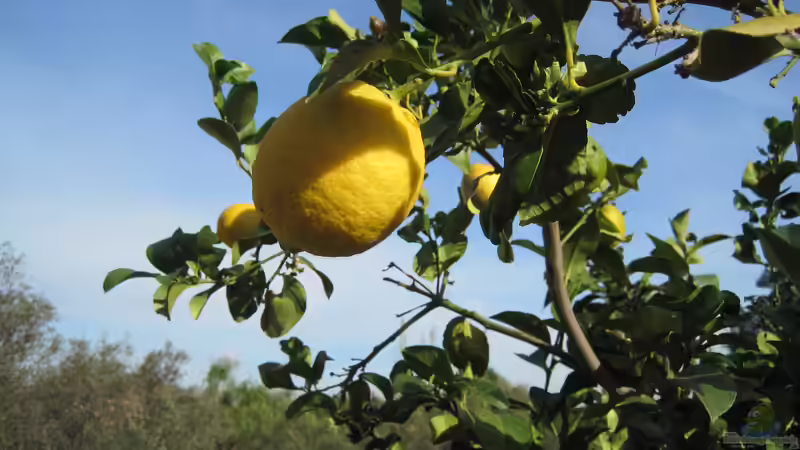Blog: Welche Gartenpflanzen müssen zeitig eingewintert werden? (6444)