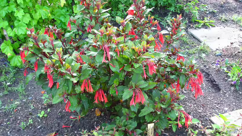 Blog: Welche Gartenpflanzen müssen zeitig eingewintert werden? (6444)