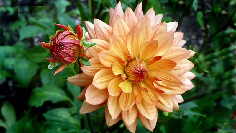 Blog: Welche Gartenpflanzen müssen zeitig eingewintert werden? (6444)